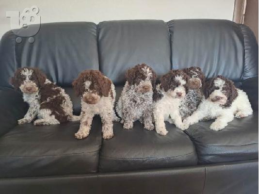 Κουτάβια Lagotto Romagnolo